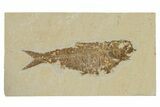 Fossil Fish (Knightia) - Green River Formation #240446-1